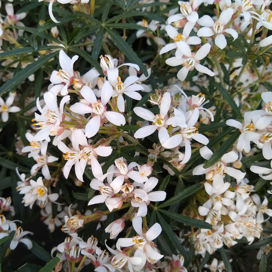 Bilde av Choisya ternata White Dazzler-Spanne Plantesalg