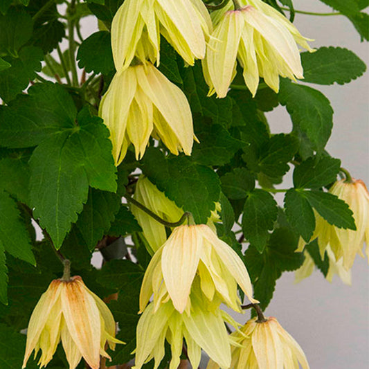 Bilde av Clematis Amber-Spanne Plantesalg