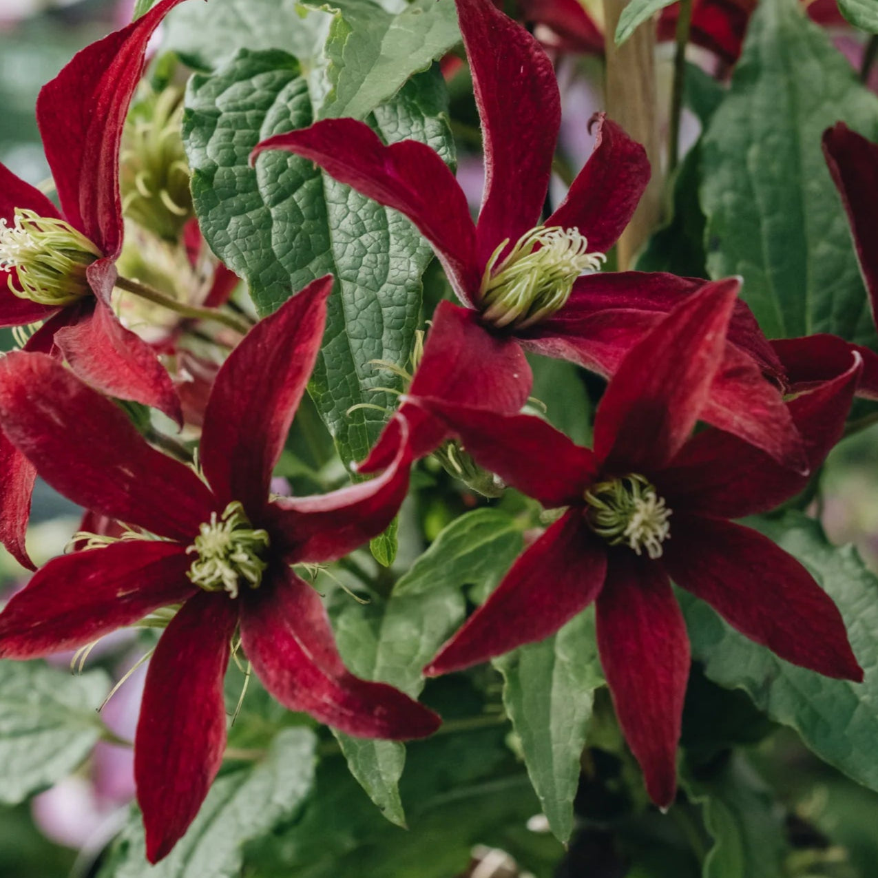 Bilde av Clematis 'Glorious Red'-Spanne Plantesalg