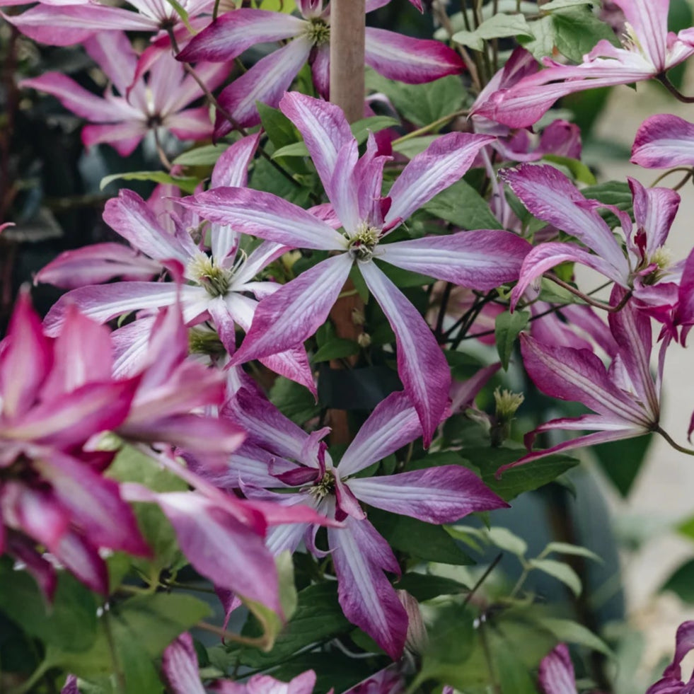 Bilde av Clematis Glorious® Surprise 'Zo24010'-Spanne Plantesalg