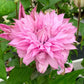 Bilde av Clematis pat. Multi Pink-Spanne Plantesalg