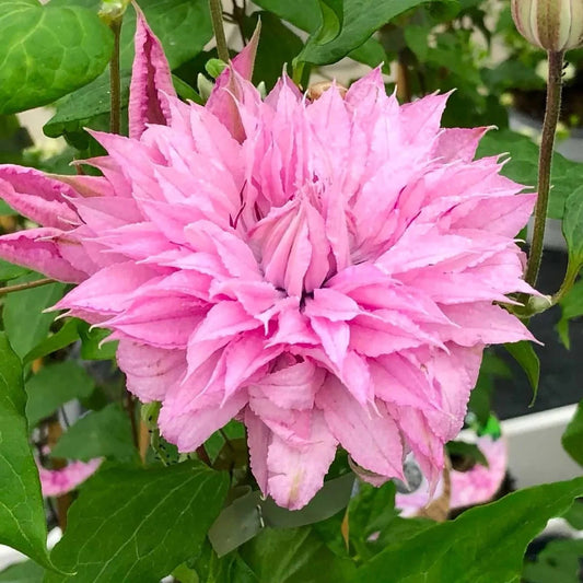 Bilde av Clematis pat. Multi Pink-Spanne Plantesalg