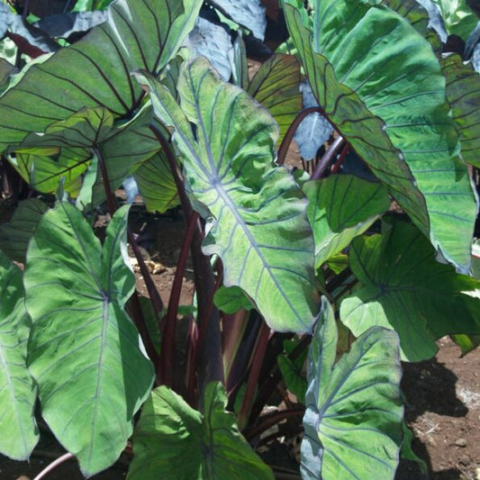 Bilde av Colocasia esculenta 'Blue Hawaii' ®-Spanne Plantesalg