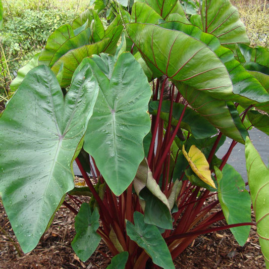 Bilde av Colocasia esculenta 'Hawaiian Punch' ®-Spanne Plantesalg