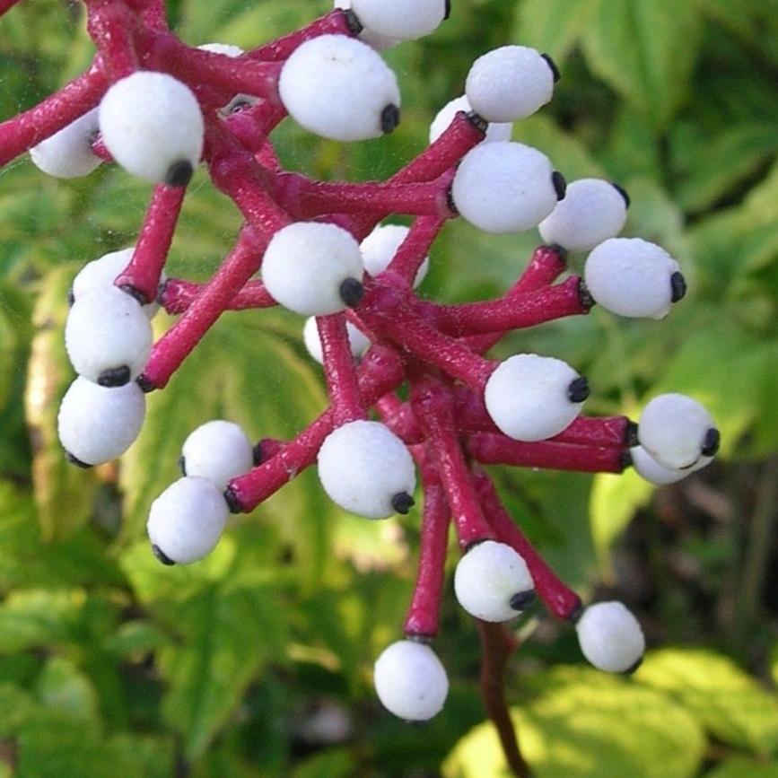 Bilde av Actaea pachypoda Misty Blue-Spanne Plantesalg