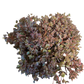 Bilde av Sedum cauticolum-Spanne Plantesalg