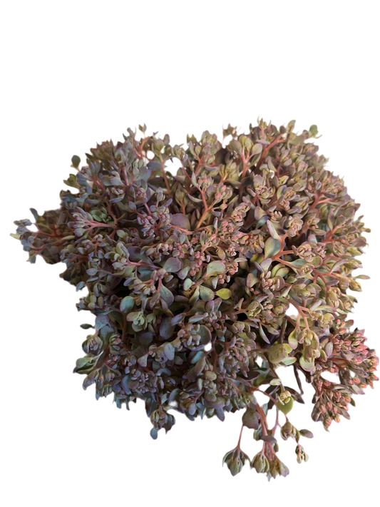 Bilde av Sedum cauticolum-Spanne Plantesalg