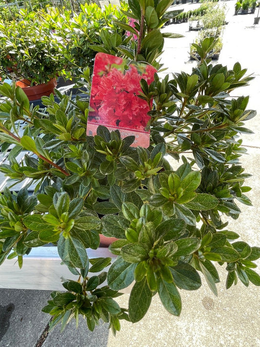 Bilde av Rhododendron (AJ) 'Diamant Orange'-Spanne Plantesalg