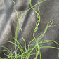 Bilde av Juncus effusus 'Spiralis'-Spanne Plantesalg