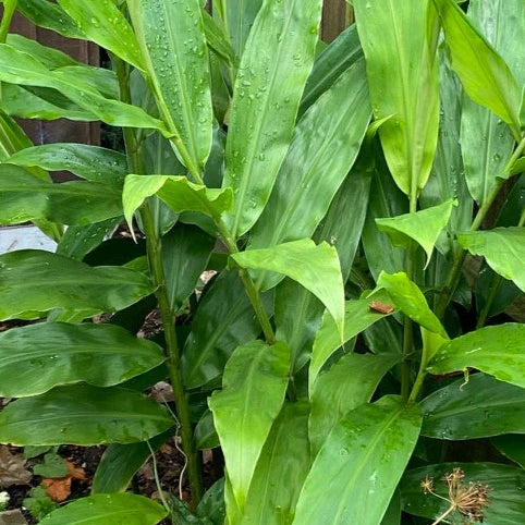 Bilde av Zingiber mioga-Spanne Plantesalg