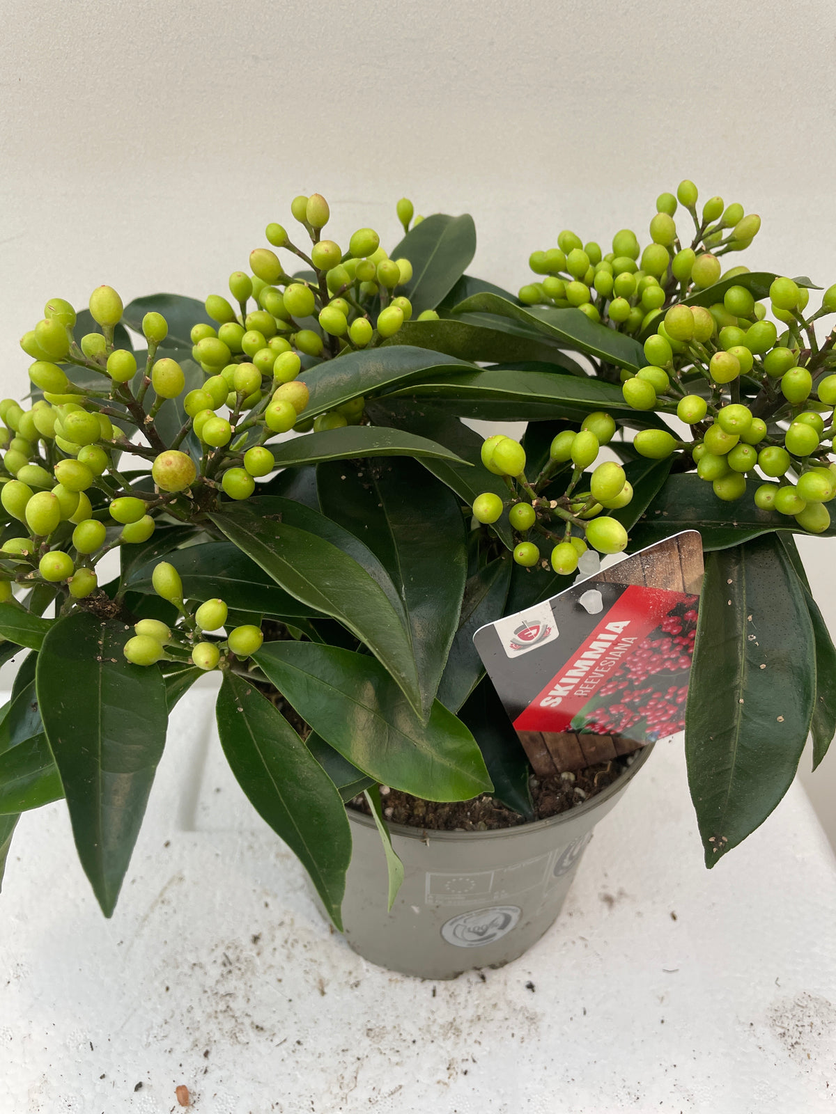 Skimmia reevesiana