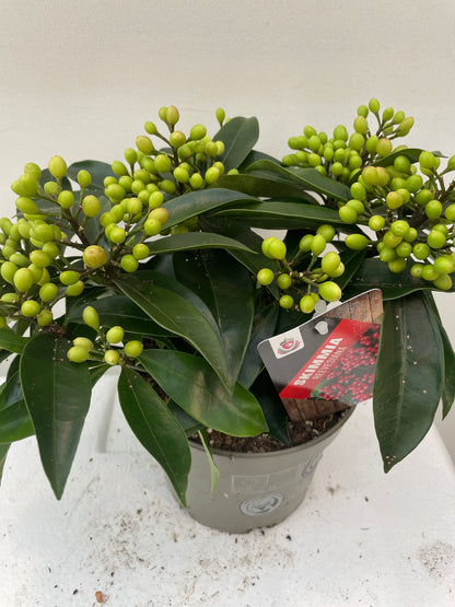 Skimmia reevesiana