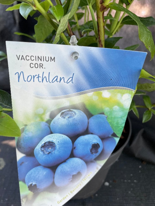 Bilde av Vaccinium cor. 'Northland'-Spanne Plantesalg