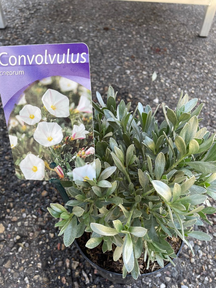 Bilde av Convolvulus cneorum-Spanne Plantesalg