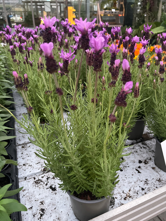 Bilde av Lavandula stoechas-Spanne Plantesalg
