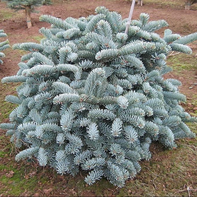 Bilde av Abies procera 'Glauca'-Spanne Plantesalg