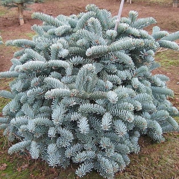 Bilde av Abies procera 'Glauca' C2,5-Spanne Plantesalg