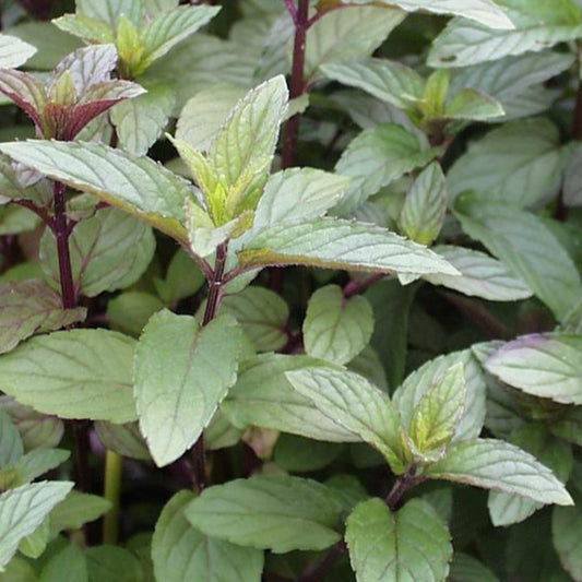 Bilde av Mentha piperita 'Chocolate'-Spanne Plantesalg