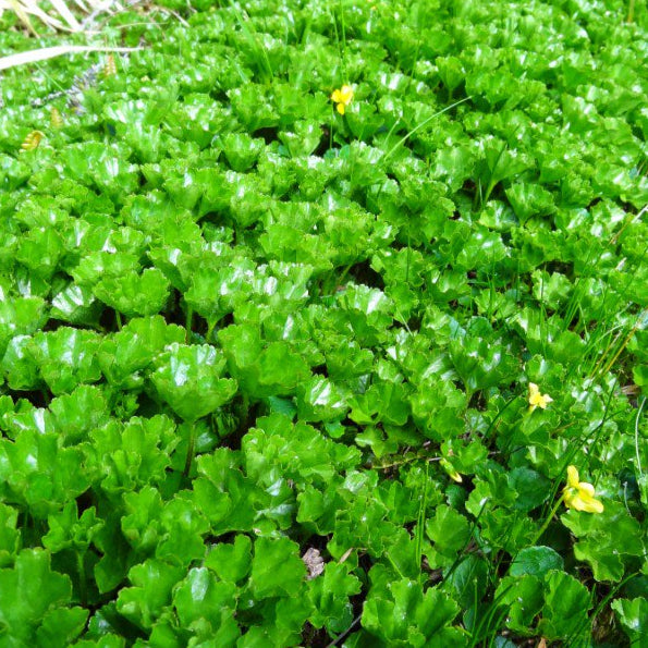 Bilde av Gunnera magellanica-Spanne Plantesalg