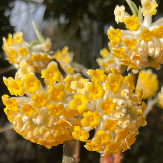 Bilde av Edgeworthia chrysantha 'Grandiflora'-Spanne Plantesalg