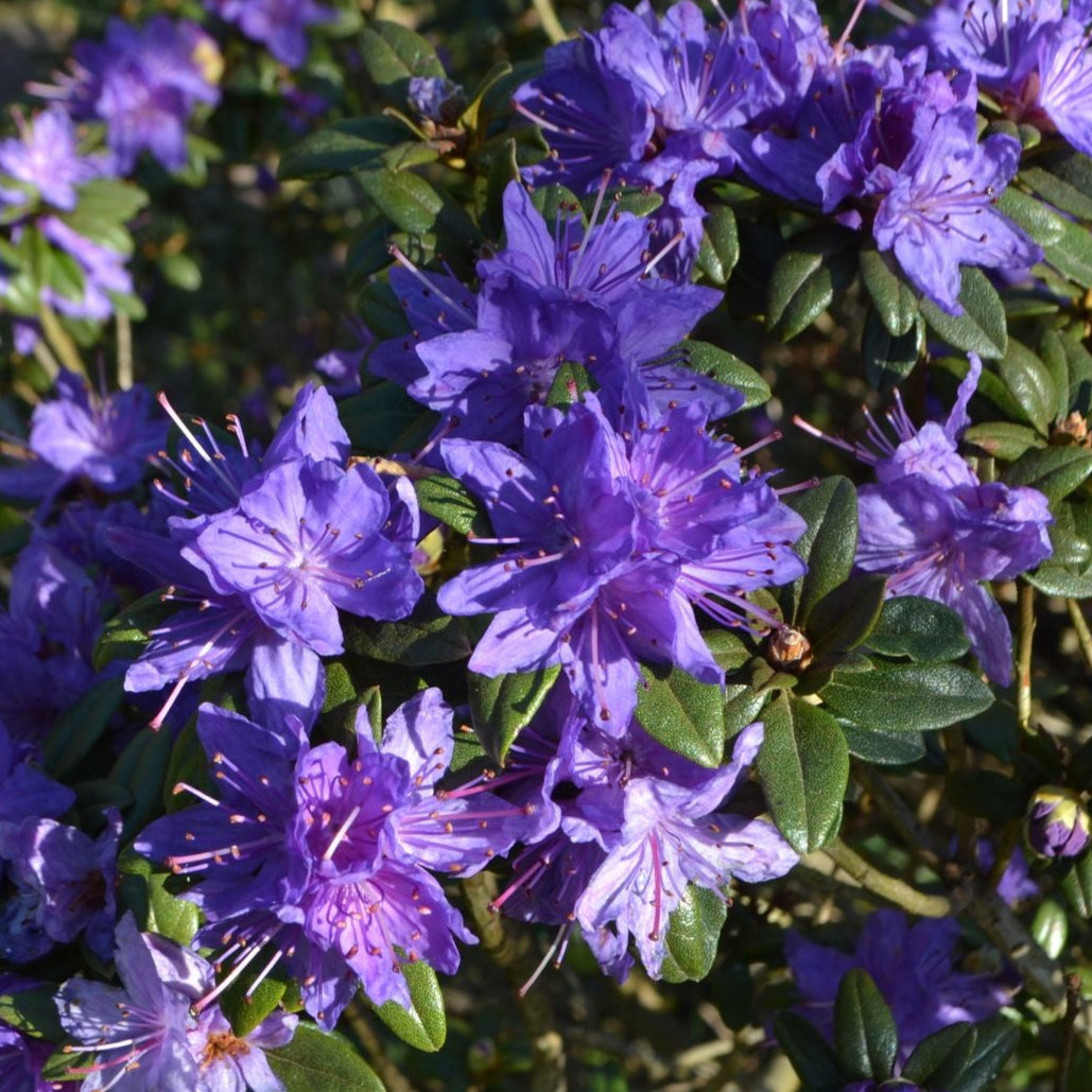 Bilde av Rhododendron Lauretta-Spanne Plantesalg