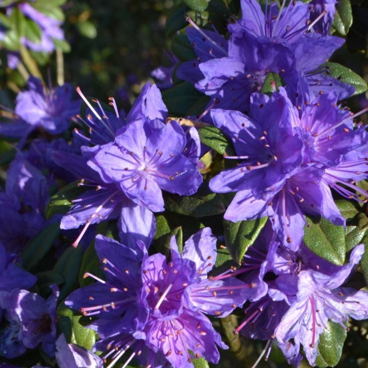 Bilde av Rhododendron Lauretta 1l-Spanne Plantesalg