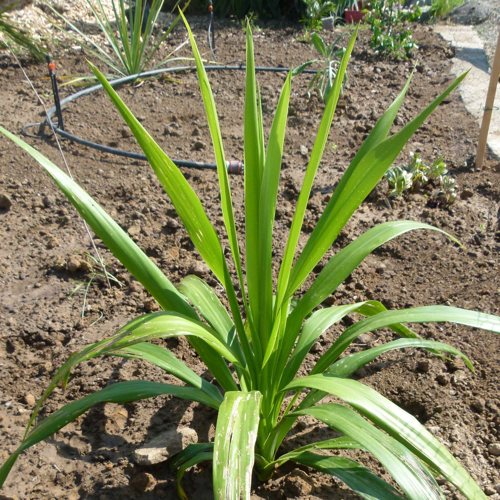 Bilde av Cordyline aus. Emerald Star-Spanne Plantesalg