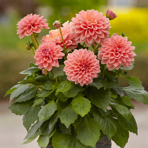 Bilde av Dahlia coc. Dahlietta Surprise Lily , 2 For 79,90-Spanne Plantesalg