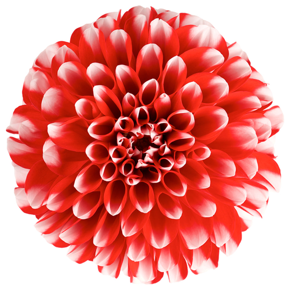 Bilde av Dahlia coc. Dalina Maxi Merida , 2 For 99,90-Spanne Plantesalg