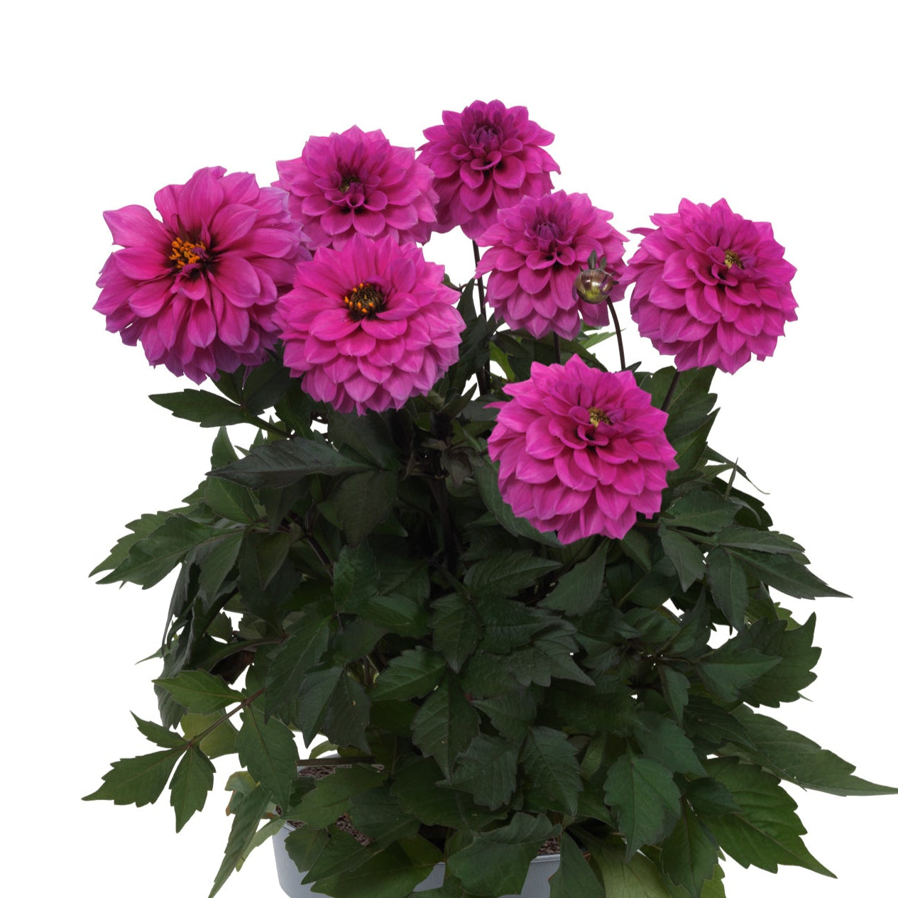 Bilde av Dahlia coc. Gardenetta DL Lilac , 2 For 99,90-Spanne Plantesalg