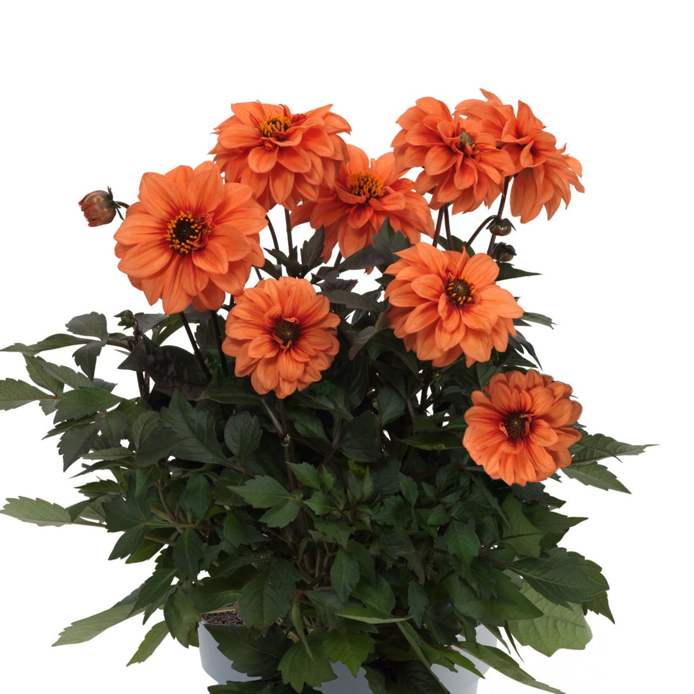 Bilde av Dahlia coc. Gardenetta DL Orange 19343 , 2 For 99,90-Spanne Plantesalg