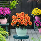 Bilde av Dahlia coc. Gardenetta DL Orange 19343 , 2 For 99,90-Spanne Plantesalg