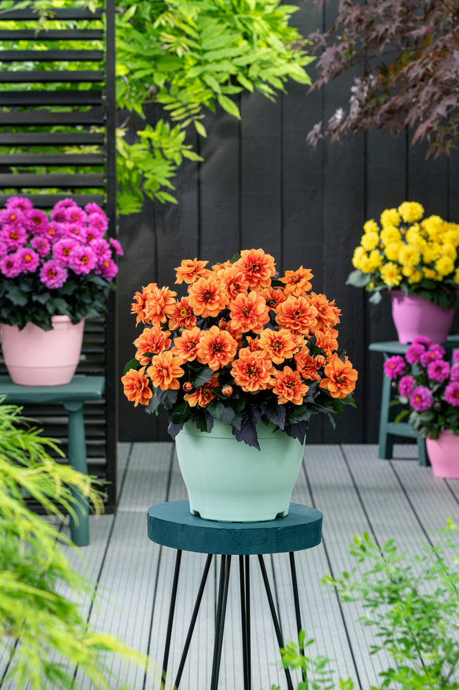 Bilde av Dahlia coc. Gardenetta DL Orange 19343 , 2 For 99,90-Spanne Plantesalg