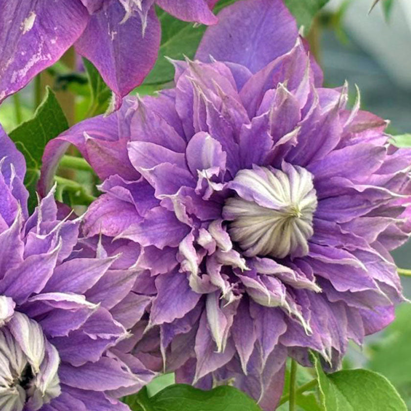 Bilde av Clematis Diamantina Regal-Spanne Plantesalg