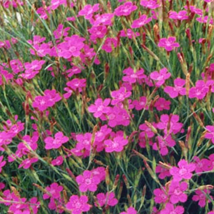 Bilde av Dianthus delt. 'Rosea'-Spanne Plantesalg