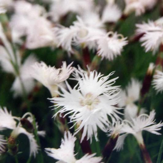 Bilde av Dianthus spiculifolius-Spanne Plantesalg