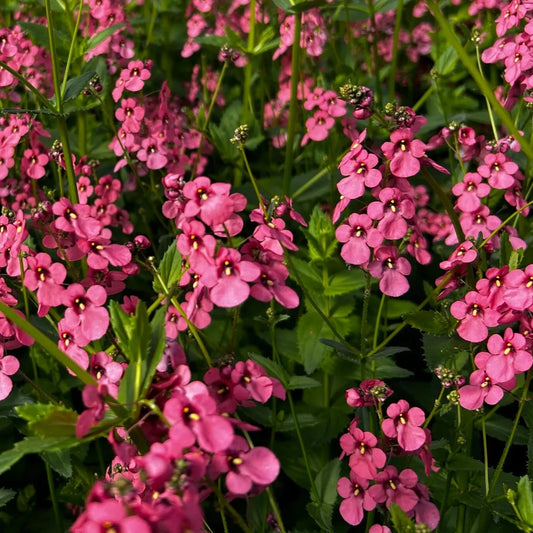 Bilde av Diascia personata 'Hopley's'-Spanne Plantesalg