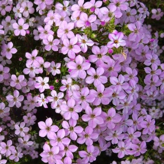 Bilde av Diosma hirsuta 'Pink Fountain'-Spanne Plantesalg