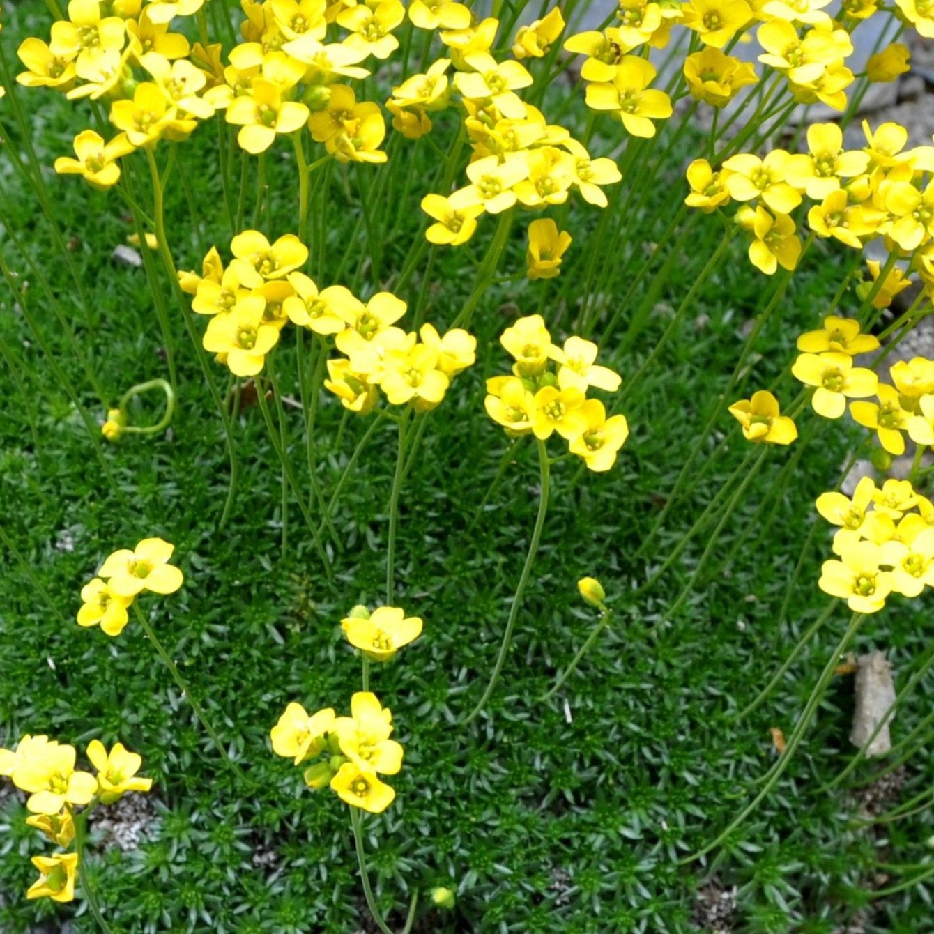 Bilde av Draba bruniifolia-Spanne Plantesalg