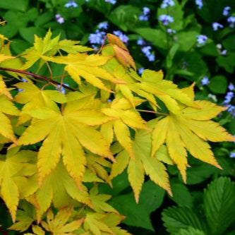 Bilde av Acer palmatum 'Dragon Master'-Spanne Plantesalg