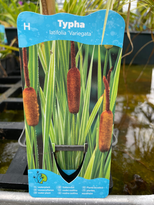 Bilde av Typha latifolia Variegata-Spanne Plantesalg