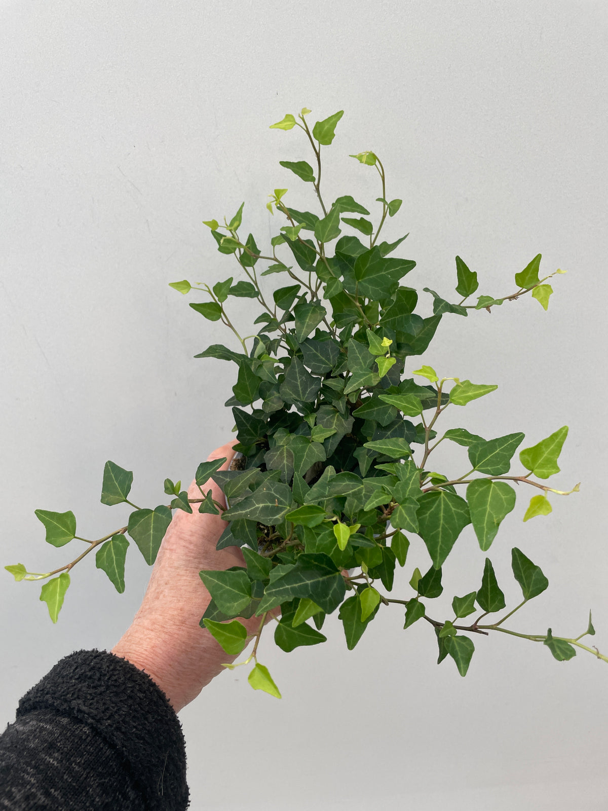 HEDERA HELIX