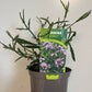 Bilde av VERBENA BONARIENSIS LOLLIPOP-Spanne Plantesalg