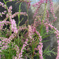 Bilde av Tamarix ramosissima 'Pink Cascade'-Spanne Plantesalg