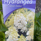 Bilde av Hydrangea pan. 'Silver Dollar'-Spanne Plantesalg