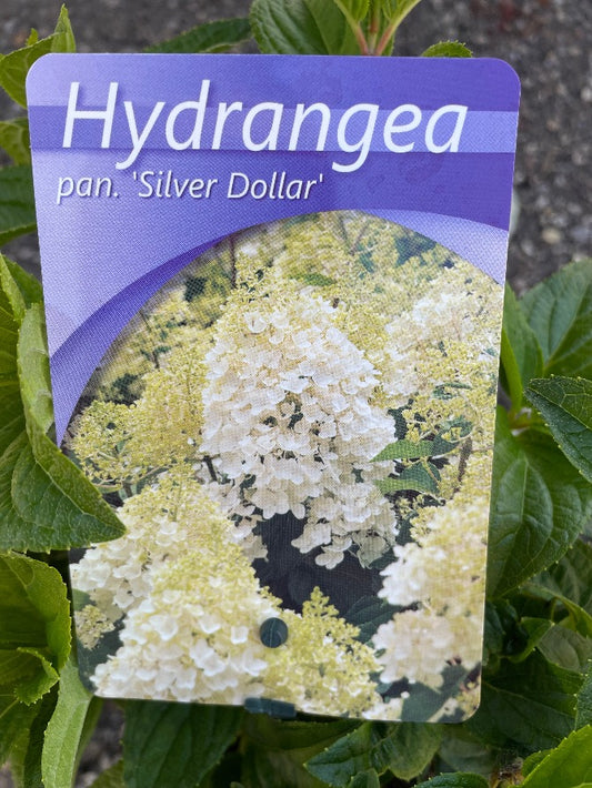 Bilde av Hydrangea pan. 'Silver Dollar'-Spanne Plantesalg