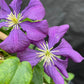 Bilde av Clematis 'Etoile Violette'-Spanne Plantesalg