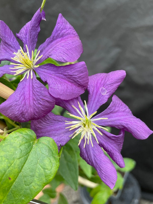 Bilde av Clematis 'Etoile Violette'-Spanne Plantesalg