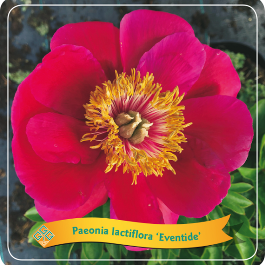 Bilde av Paeonia 'Eventide' C5-Spanne Plantesalg