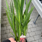 Bilde av Crocosmia x crocosmiiflora 'Carmine brilliant'-Spanne Plantesalg